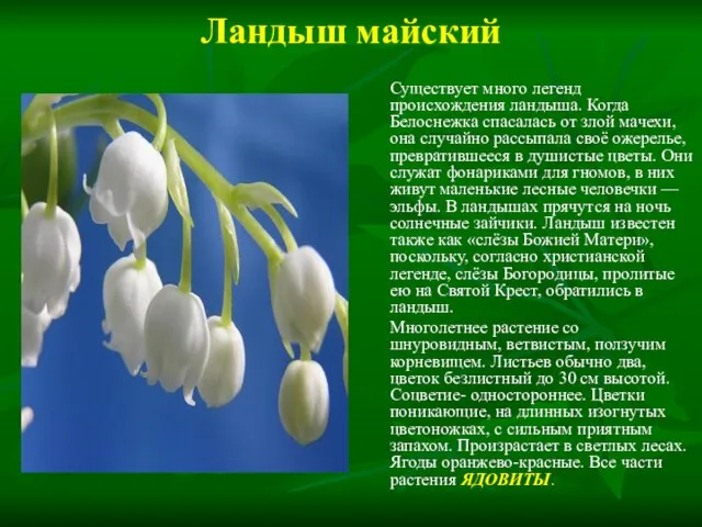 Ландыш майский Существует много легенд происхождения ландыша. Когда Белоснежка спасалась от злой