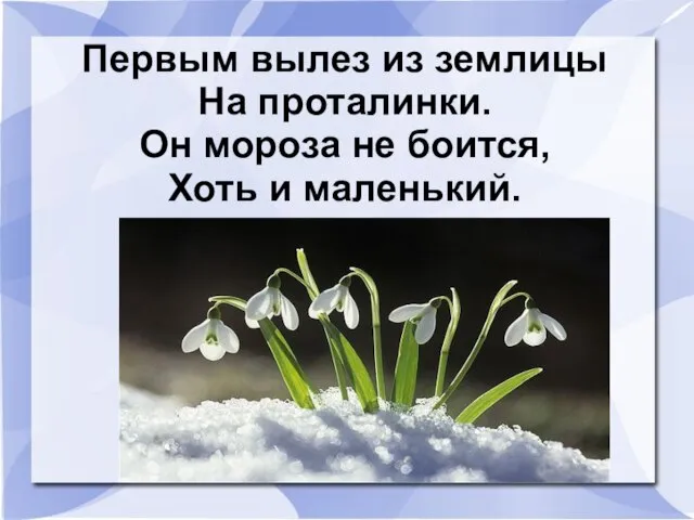 Первым вылез из землицы На проталинки. Он мороза не боится, Хоть и маленький.