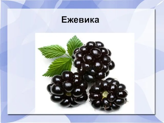 Ежевика