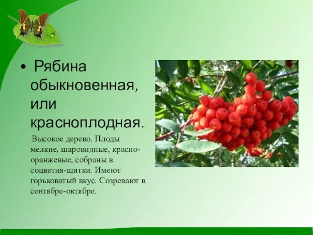 Рябина обыкновенная, или красноплодная. Высокое дерево. Плоды мелкие, шаровидные, красно-оранжевые, собраны в