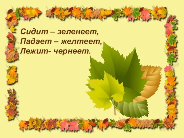 Сидит – зеленеет, Падает – желтеет, Лежит- чернеет.