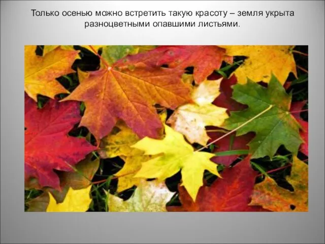 Только осенью можно встретить такую красоту – земля укрыта разноцветными опавшими листьями.