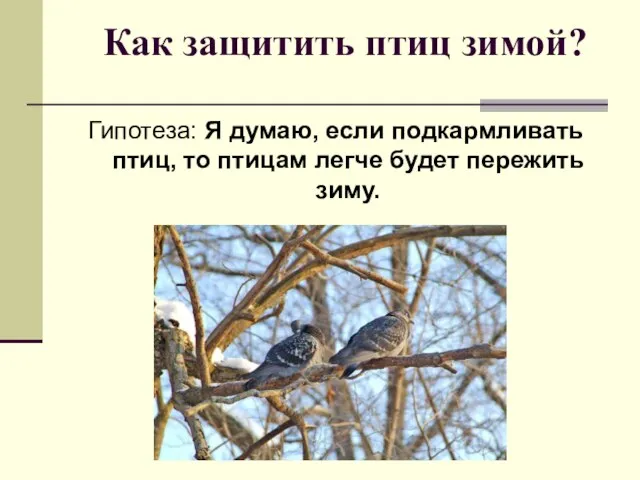 Как защитить птиц зимой? Гипотеза: Я думаю, если подкармливать птиц, то птицам легче будет пережить зиму.