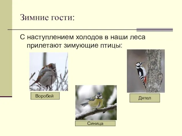 Зимние гости: С наступлением холодов в наши леса прилетают зимующие птицы: Воробей Дятел Синица