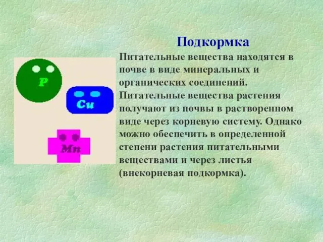 Подкормка Питательные вещества находятся в почве в виде минеральных и органических соединений.