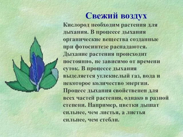 Свежий воздух Кислород необходим растения для дыхания. В процессе дыхания органические вещества