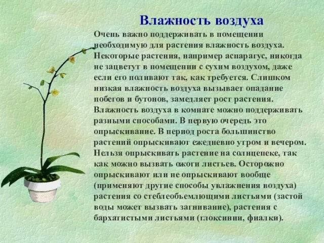 Влажность воздуха Очень важно поддерживать в помещении необходимую для растения влажность воздуха.