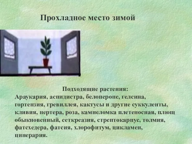 Прохладное место зимой Подходящие растения: Араукария, аспидистра, белопероне, гелсина, гортензия, гревиллея, кактусы