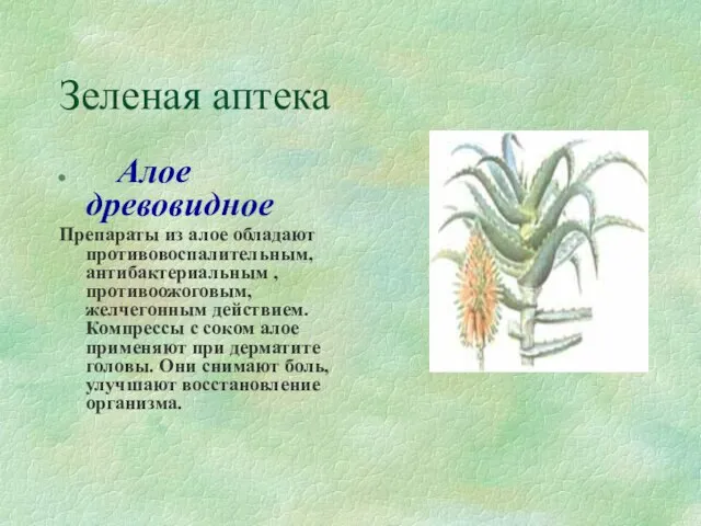 Зеленая аптека Алое древовидное Препараты из алое обладают противовоспалительным, антибактериальным , противоожоговым,