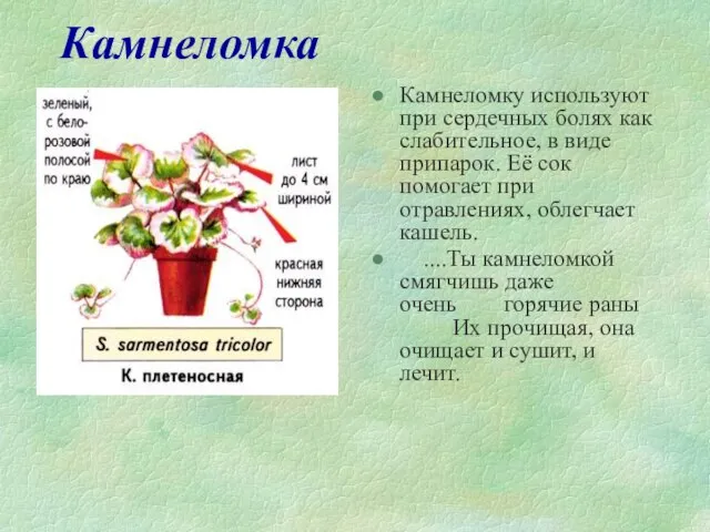 Камнеломка Камнеломку используют при сердечных болях как слабительное, в виде припарок. Её