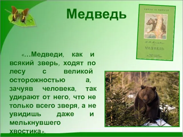 Медведь «…Медведи, как и всякий зверь, ходят по лесу с великой осторожностью