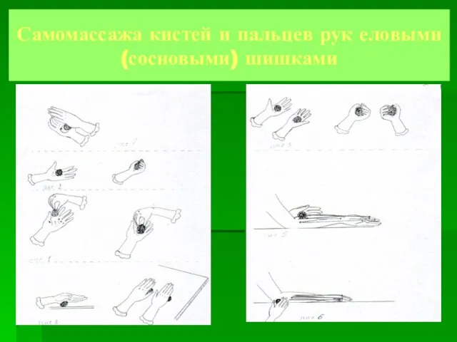 Самомассажа кистей и пальцев рук еловыми (сосновыми) шишками