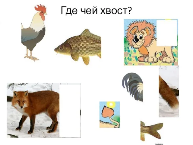 Где чей хвост?