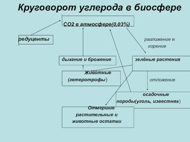 Круговорот углерода в биосфере СО2 в атмосфере(0,03%) редуценты разложение и горение дыхание