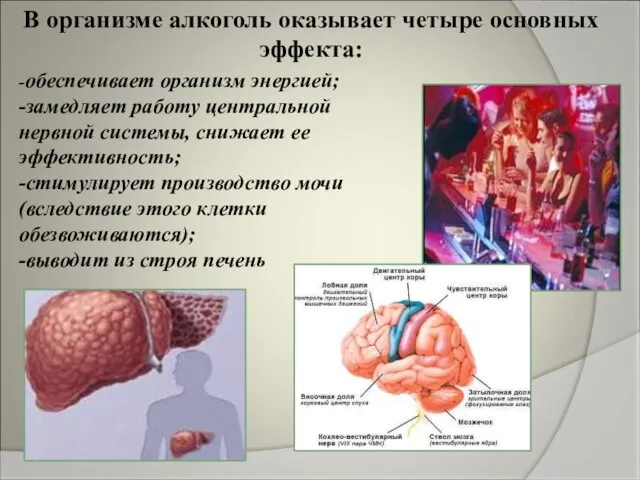 В организме алкоголь оказывает четыре основных эффекта: -обеспечивает организм энергией; -замедляет работу