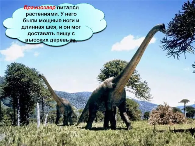 Брахиозавр питался растениями. У него были мощные ноги и длинная шея, и
