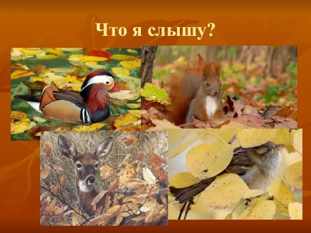 Что я слышу?