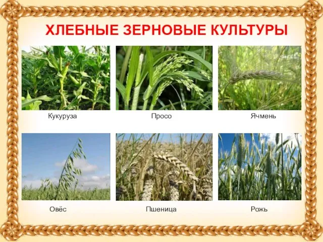 Ячмень ХЛЕБНЫЕ ЗЕРНОВЫЕ КУЛЬТУРЫ Кукуруза Овёс Просо Пшеница Рожь