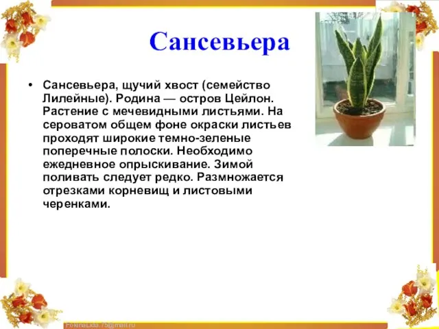 Сансевьера Сансевьера, щучий хвост (семейство Лилейные). Родина — остров Цейлон. Растение с