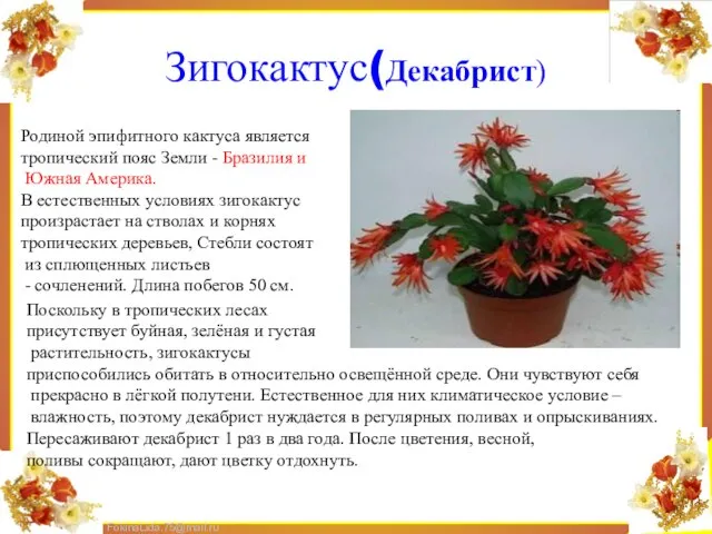 Зигокактус(Декабрист) Родиной эпифитного кактуса является тропический пояс Земли - Бразилия и Южная