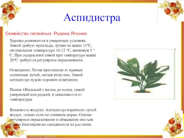 Аспидистра Семейство лилейных. Родина Япония Хорошо развивается в умеренных условиях. Зимой требует