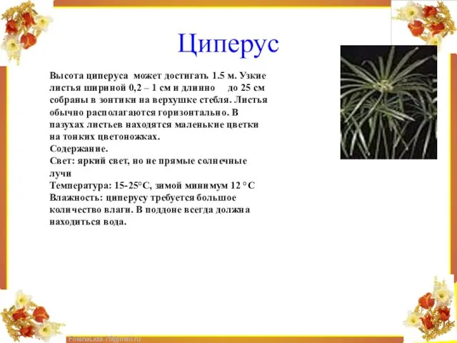 Циперус Высота циперуса может достигать 1.5 м. Узкие листья шириной 0,2 –