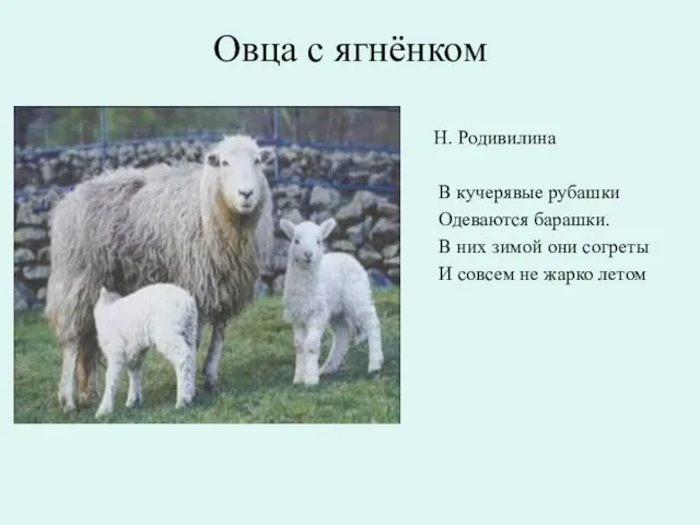 Овца с ягнёнком Н. Родивилина В кучерявые рубашки Одеваются барашки. В них