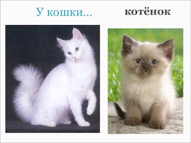 У кошки… котёнок