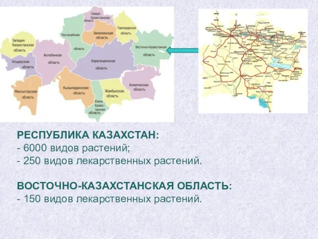 РЕСПУБЛИКА КАЗАХСТАН: - 6000 видов растений; - 250 видов лекарственных растений. ВОСТОЧНО-КАЗАХСТАНСКАЯ