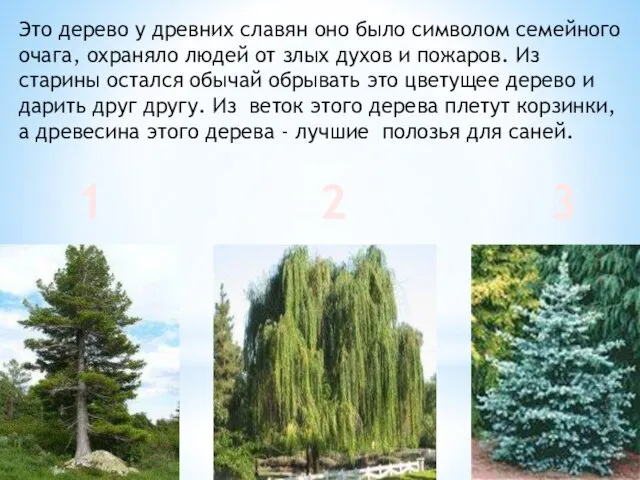 Это дерево у древних славян оно было символом семейного очага, охраняло людей