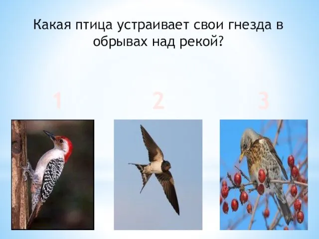 Какая птица устраивает свои гнезда в обрывах над рекой? 1 2 3