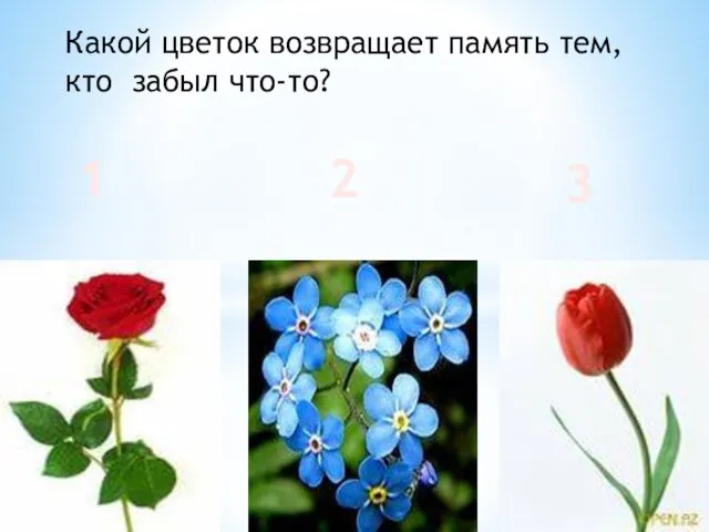 Какой цветок возвращает память тем, кто забыл что-то? 1 2 3