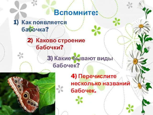 Вспомните: Каково строение бабочки? Как появляется бабочка? 3) Какие бывают виды бабочек?