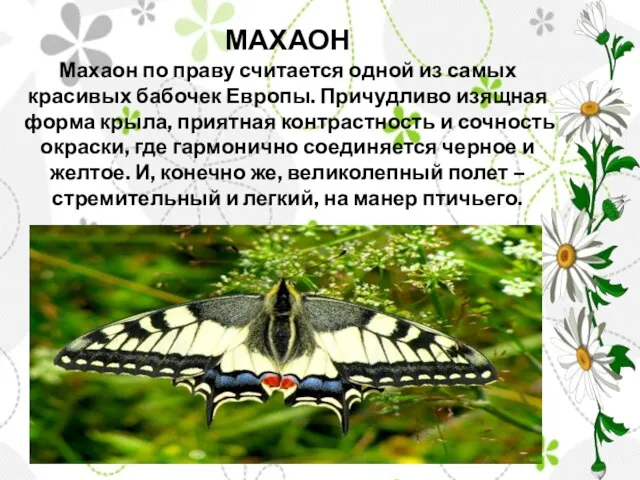 МАХАОН Махаон по праву считается одной из самых красивых бабочек Европы. Причудливо
