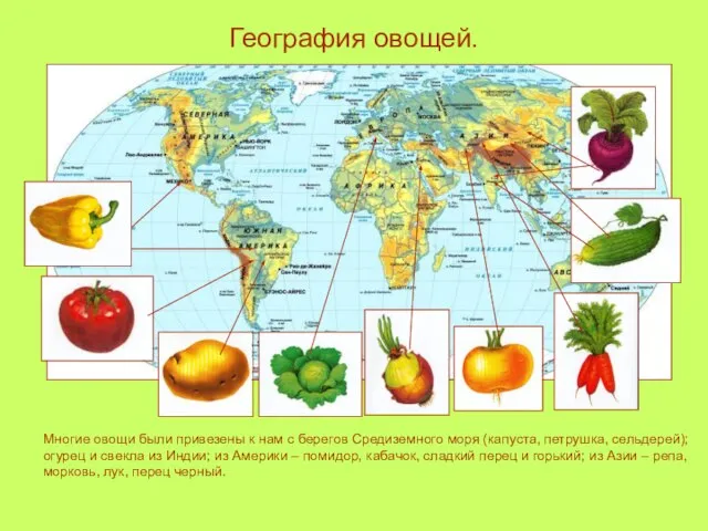 География овощей. Многие овощи были привезены к нам с берегов Средиземного моря