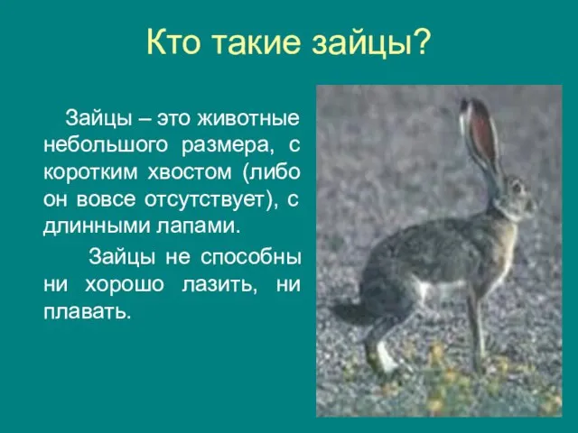 Кто такие зайцы? Зайцы – это животные небольшого размера, с коротким хвостом