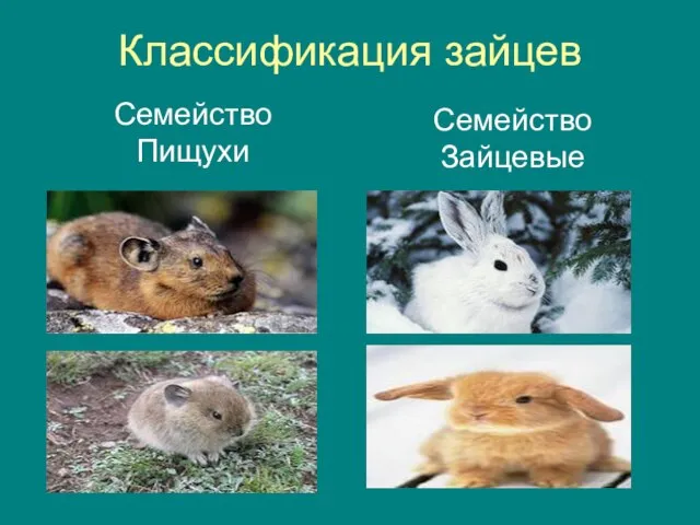 Классификация зайцев Семейство Пищухи Семейство Зайцевые