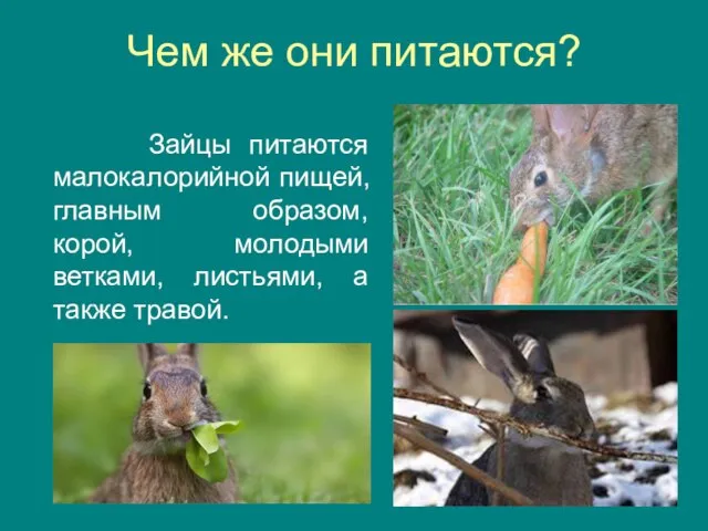 Чем же они питаются? Зайцы питаются малокалорийной пищей, главным образом, корой, молодыми