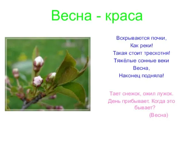 Весна - краса Вскрываются почки, Как реки! Такая стоит трескотня! Тяжёлые сонные