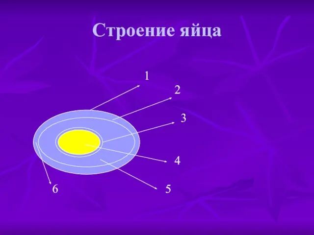 Строение яйца 1 2 3 4 6 5