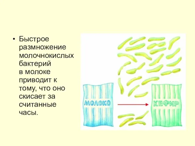 Быстрое размножение молочнокислых бактерий в молоке приводит к тому, что оно скисает за считанные часы.