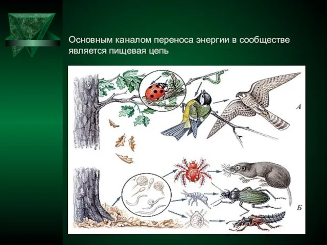 Основным каналом переноса энергии в сообществе является пищевая цепь