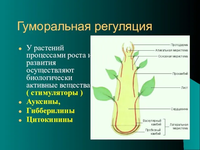 Гуморальная регуляция У растений процессами роста и развития осуществляют биологически активные вещества