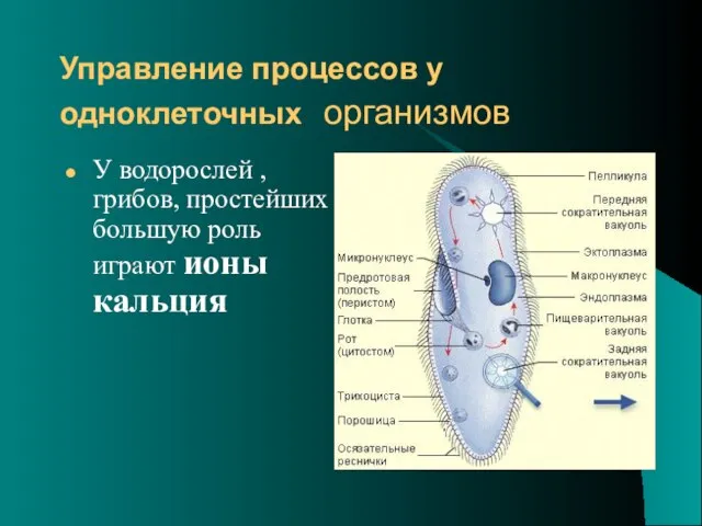 Управление процессов у одноклеточных организмов У водорослей , грибов, простейших большую роль играют ионы кальция