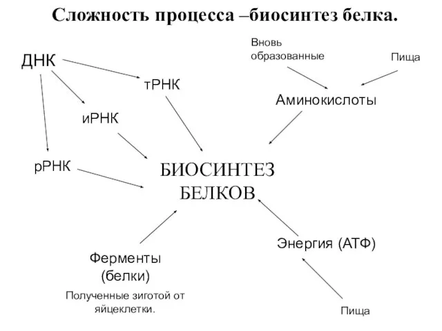 БИОСИНТЕЗ БЕЛКОВ тРНК иРНК Аминокислоты Энергия (АТФ) Ферменты (белки) рРНК ДНК Пища