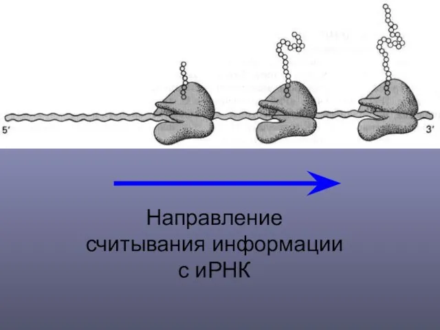 Направление считывания информации с иРНК