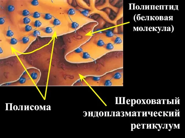 Полисома Полипептид (белковая молекула) Шероховатый эндоплазматический ретикулум