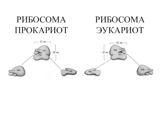 РИБОСОМА ПРОКАРИОТ РИБОСОМА ЭУКАРИОТ