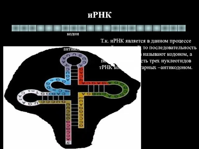 иРНК тРНК антикодон кодон Т.к. иРНК является в данном процессе главной молекулой,
