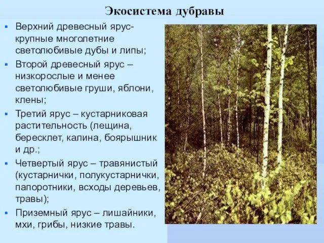 Экосистема дубравы Верхний древесный ярус- крупные многолетние светолюбивые дубы и липы; Второй